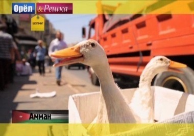 Орел и решка. Шопинг: Иордания. Амман