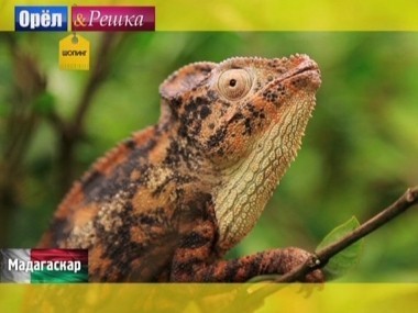 Орел и решка. Шопинг: Мадагаскар