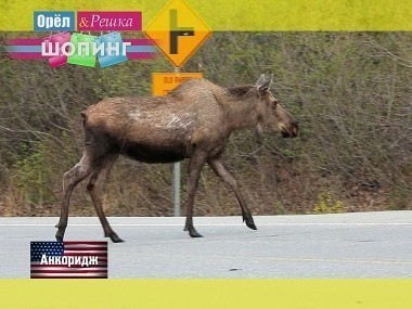 Орел и решка. Шопинг: Анкоридж. Аляска