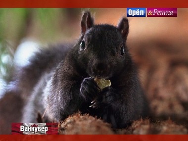 Орел и решка. Кругосветка: Ванкувер. Канада