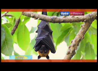 Орел и решка. На краю света: Палау